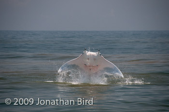 Manta Ray [Manta birostris]