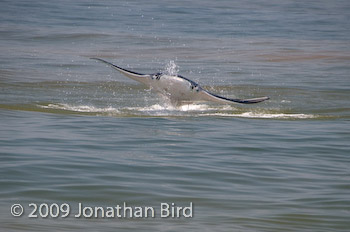 Manta Ray [Manta birostris]