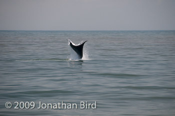 Manta Ray [Manta birostris]