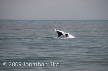 Manta Ray [Manta birostris]