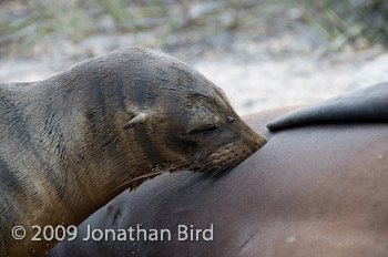 Galapagos Sea lion [Zalophus californianus wollebaeki]