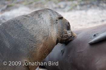 Galapagos Sea lion [Zalophus californianus wollebaeki]