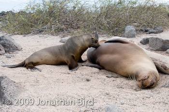 Galapagos Sea lion [Zalophus californianus wollebaeki]