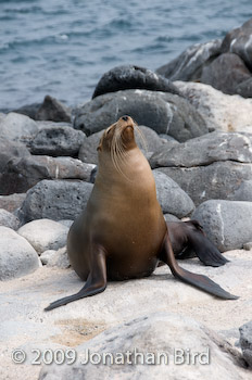 Galapagos Sea lion [Zalophus californianus wollebaeki]