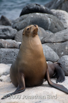 Galapagos Sea lion [Zalophus californianus wollebaeki]