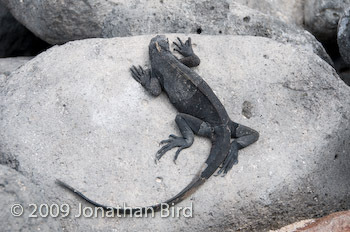 Marine Iguana [Amblyrhynchus cristatus]