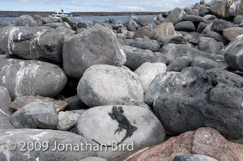 Marine Iguana [Amblyrhynchus cristatus]