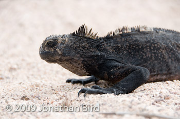 Marine Iguana [Amblyrhynchus cristatus]