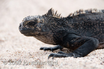 Marine Iguana [Amblyrhynchus cristatus]