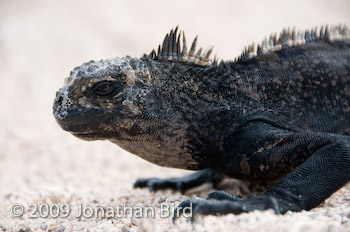 Marine Iguana [Amblyrhynchus cristatus]