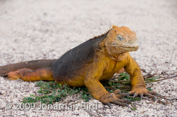 Galapagos Land Iguana [Conolophus subcristatus]