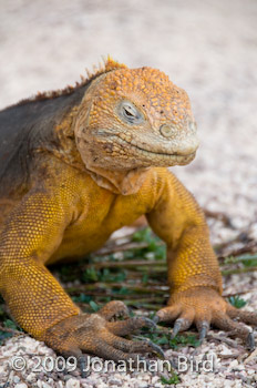 Galapagos Land Iguana [Conolophus subcristatus]