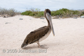 Galapagos Brown Pelican [Pelecanus occidentalis]