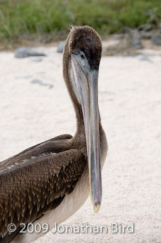 Galapagos Brown Pelican [Pelecanus occidentalis]