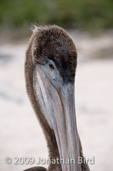 Galapagos Brown Pelican [Pelecanus occidentalis]