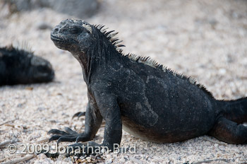 Marine Iguana [Amblyrhynchus cristatus]