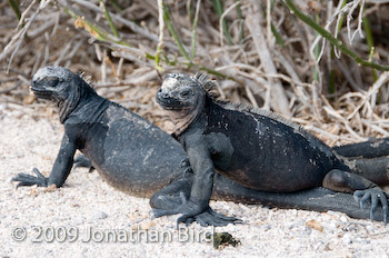 Marine Iguana [Amblyrhynchus cristatus]