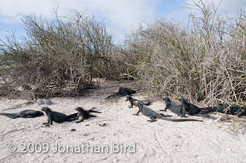 Marine Iguana [Amblyrhynchus cristatus]