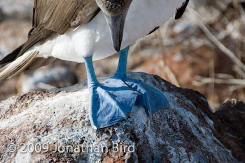 Blue-footed Booby [Sula nebouxii]