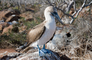 Blue-footed Booby [Sula nebouxii]