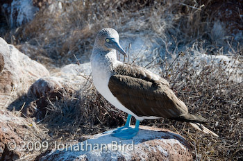 Blue-footed Booby [Sula nebouxii]