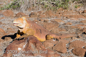 Galapagos Land Iguana [Conolophus subcristatus]