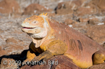Galapagos Land Iguana [Conolophus subcristatus]