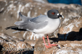 Swallow-tailed Gull [Creagrus furcatus]