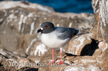 Swallow-tailed Gull [Creagrus furcatus]