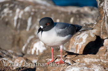 Swallow-tailed Gull [Creagrus furcatus]