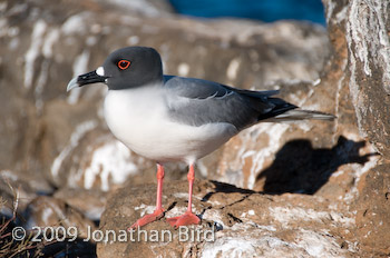 Swallow-tailed Gull [Creagrus furcatus]