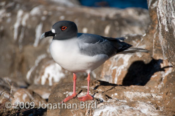 Swallow-tailed Gull [Creagrus furcatus]