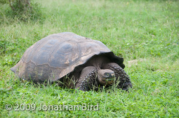 Galapagos Tortoise [Geochelone elephantopus]