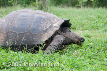 Galapagos Tortoise [Geochelone elephantopus]