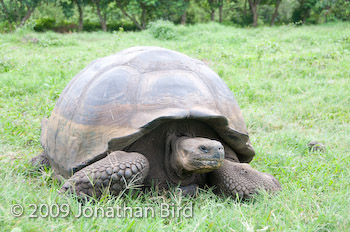 Galapagos Tortoise [Geochelone elephantopus]