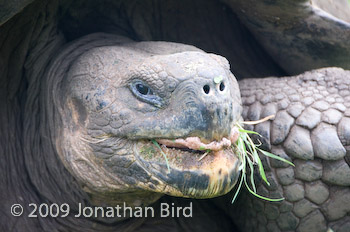 Galapagos Tortoise [Geochelone elephantopus]