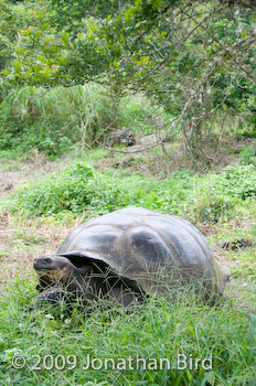 Galapagos Tortoise [Geochelone elephantopus]