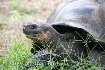 Galapagos Tortoise [Geochelone elephantopus]