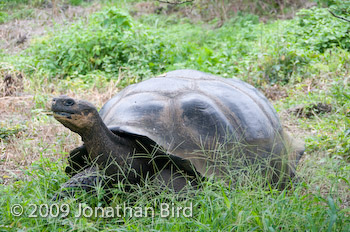 Galapagos Tortoise [Geochelone elephantopus]