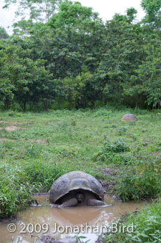 Galapagos Tortoise [Geochelone elephantopus]