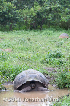 Galapagos Tortoise [Geochelone elephantopus]