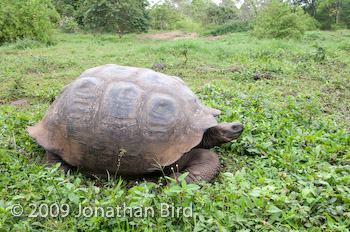 Galapagos Tortoise [Geochelone elephantopus]