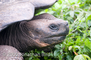 Galapagos Tortoise [Geochelone elephantopus]