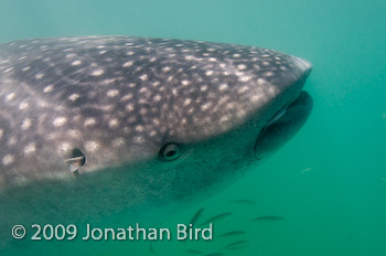 Whale Shark [Rhincodon typus]