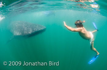 Whale Shark [Rhincodon typus]