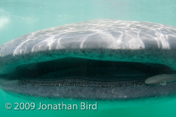 Whale Shark [Rhincodon typus]