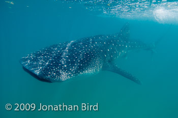 Whale Shark [Rhincodon typus]