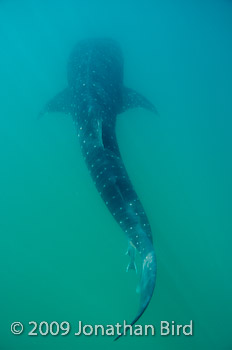 Whale Shark [Rhincodon typus]