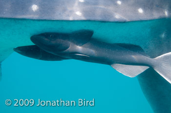 Sharksucker Remora [Echenseis naucrates]