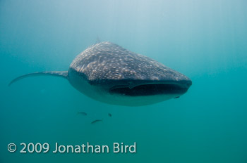 Whale Shark [Rhincodon typus]